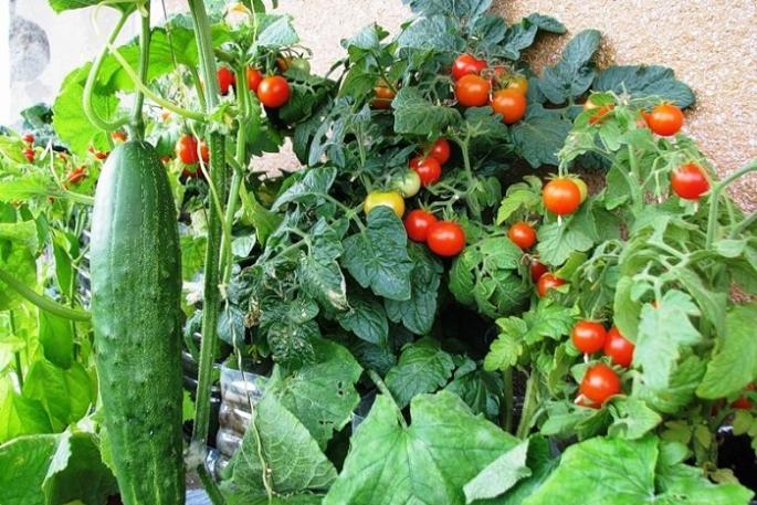 Создаем огород на балконе или на окне: что выращивать и как?