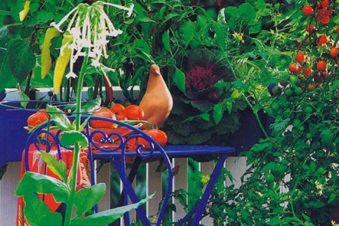 Как вырастить помидоры на подоконнике или на балконе