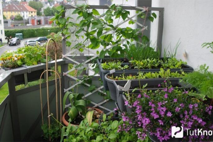 Как устроить огород на балконе