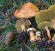 Съедобные грибы козлята: внешний вид, советы по приготовлению Можно ли есть гриб козленок
