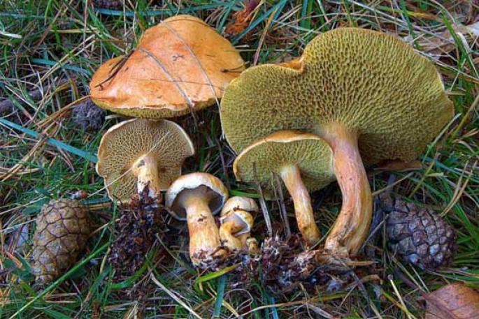 Съедобные грибы козлята: внешний вид, советы по приготовлению Можно ли есть гриб козленок